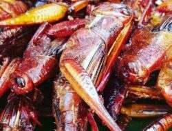 Potensi Belalang dalam Program Makan Bergizi Gratis di Indonesia