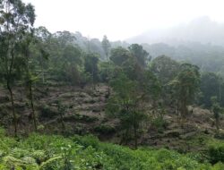 DPRD Kabupaten Sukabumi Respons Penebangan Liar di Blok Cangkuang TNGHS