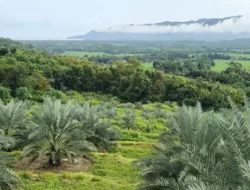 DPRD Sukabumi Dukung Inovasi Kebun Kurma di Geopark Ciletuh untuk Peningkatan Pertanian dan Pariwisata
