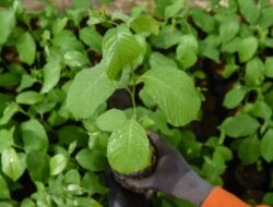 Puluhan Ribu Bibit Pohon Disalurkan di Sukabumi Utara: DPRD dan DPR RI Dorong Penghijauan Produktif