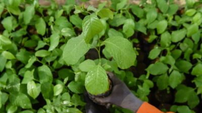 Puluhan Ribu Bibit Pohon Disalurkan di Sukabumi Utara: DPRD dan DPR RI Dorong Penghijauan Produktif