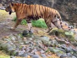 Ragunan Bantah Isu Petugas Bawa Pulang Pakan Harimau